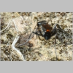 Ammophila sabulosa - Sandwespe 64s Sandwespe-beim-Nestverschluss-Sandgrube-Niedringhaussee.jpg